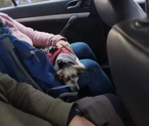 Kleine Hunde kann man im Taxi mitnehmen