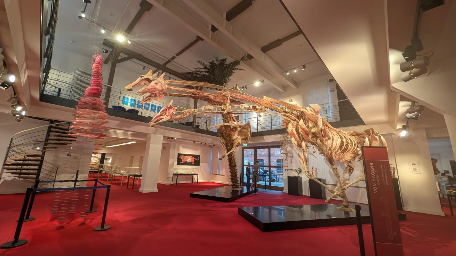 Lebensgroßes Giraffen-Plastinat in der Ausstellungshalle des Plastinariums Guben