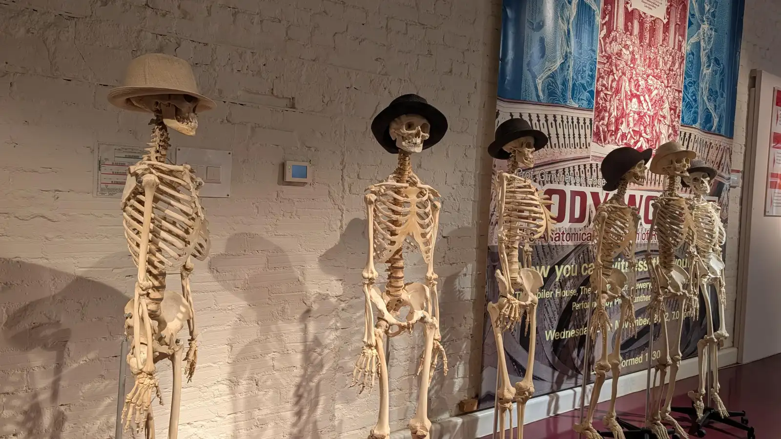 Menschliche Skelette mit Hüten in der Ausstellung des Plastinariums Guben, im Hintergrund ein historisches Körperwelten-Plakat