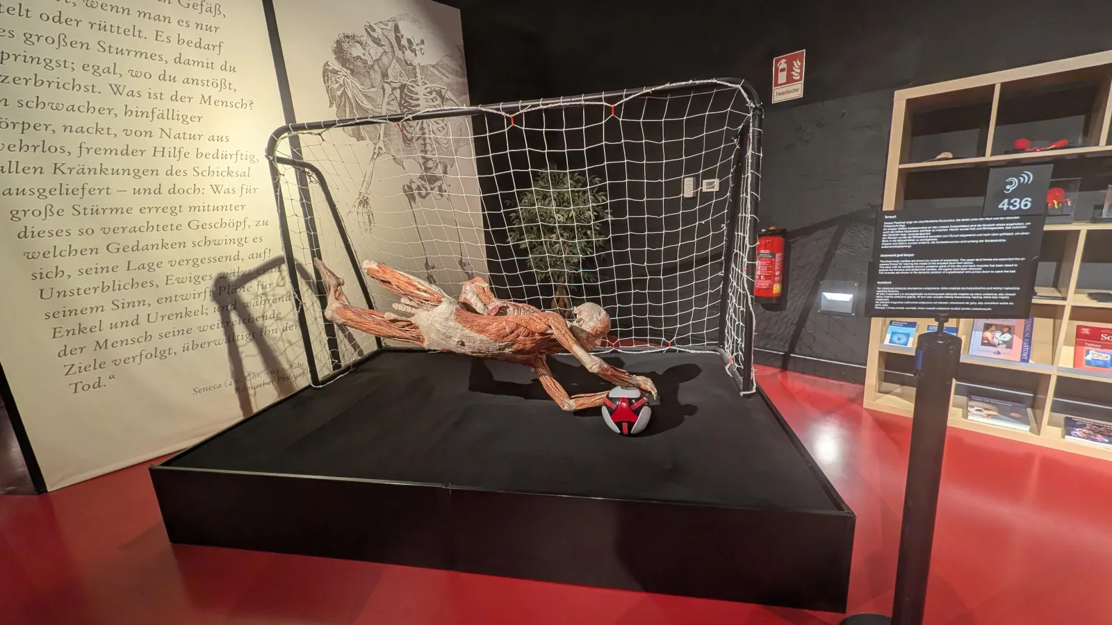 Ganzkörperplastinat eines Torwarts in dynamischer Pose im Tor, Plastinarium Guben