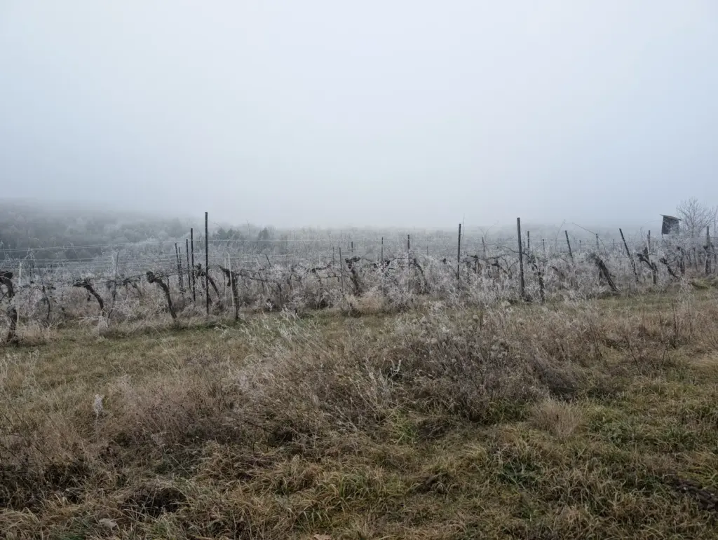 Weinberg im Winternebel in Österreich